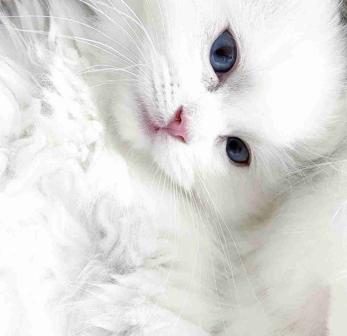 子猫の画像を貼って癒されるトピ