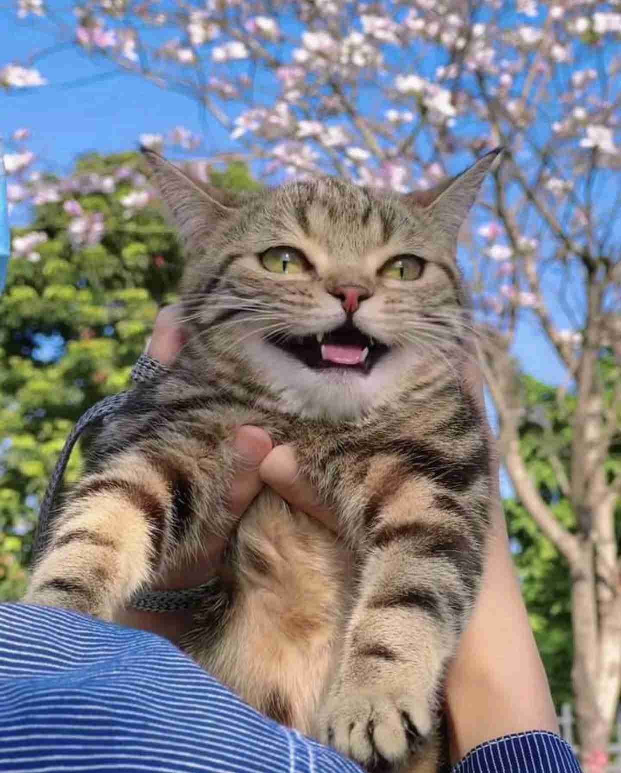 子猫の画像を貼って癒されるトピ