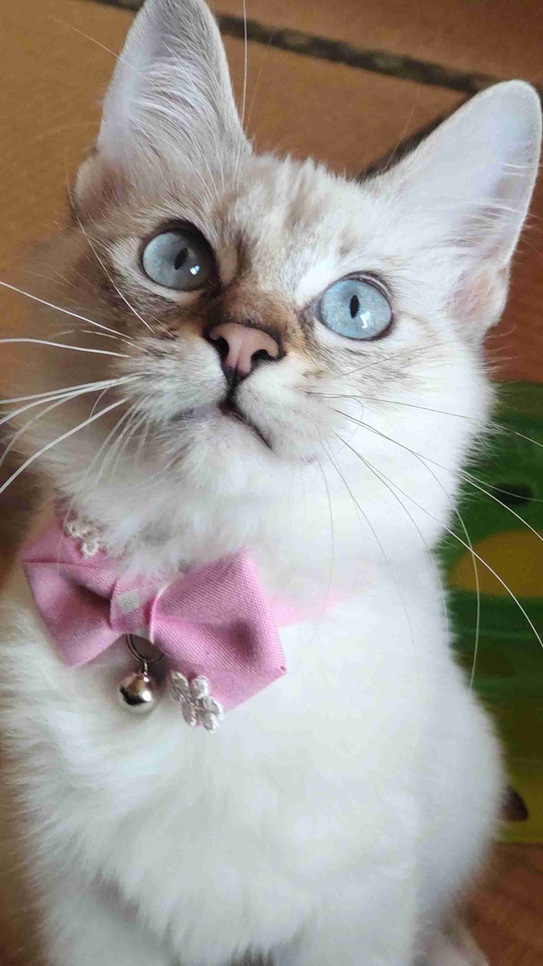 子猫の画像を貼って癒されるトピ