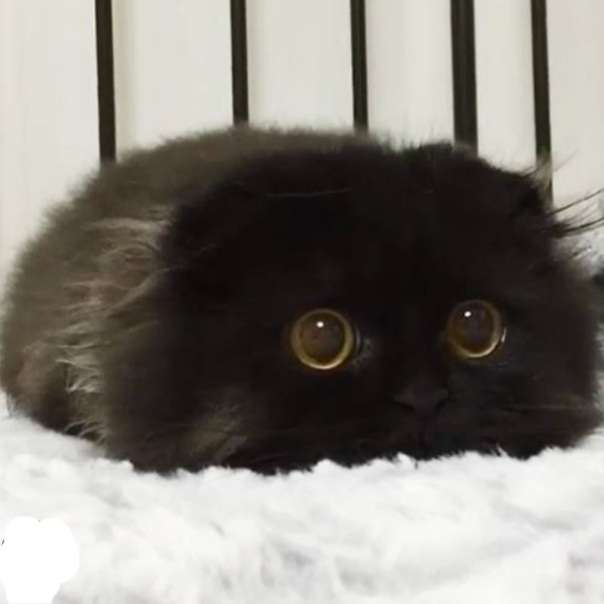 子猫の画像を貼って癒されるトピ