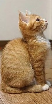 子猫の画像を貼って癒されるトピ