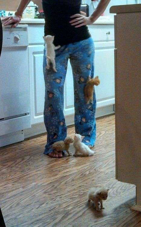 子猫の画像を貼って癒されるトピ