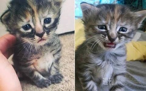 子猫の画像を貼って癒されるトピ