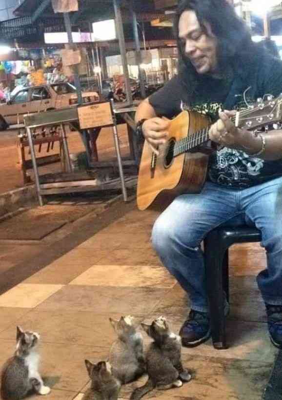 子猫の画像を貼って癒されるトピ