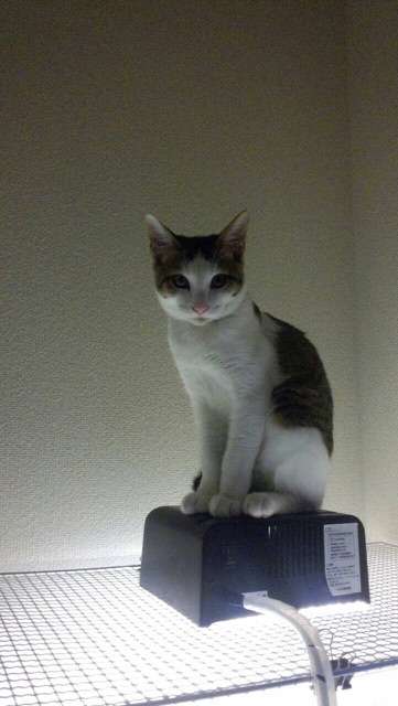 子猫の画像を貼って癒されるトピ