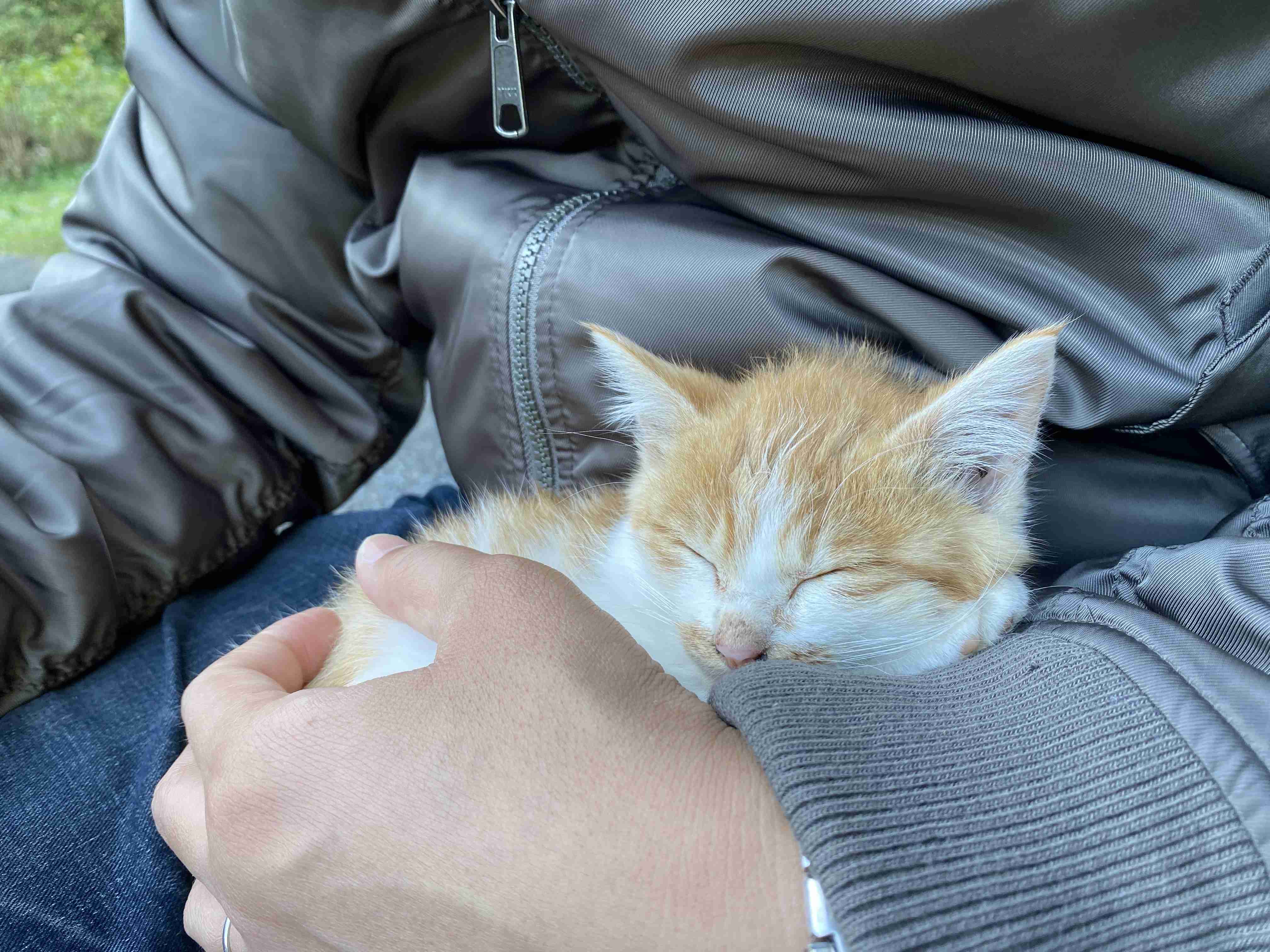 子猫の画像を貼って癒されるトピ