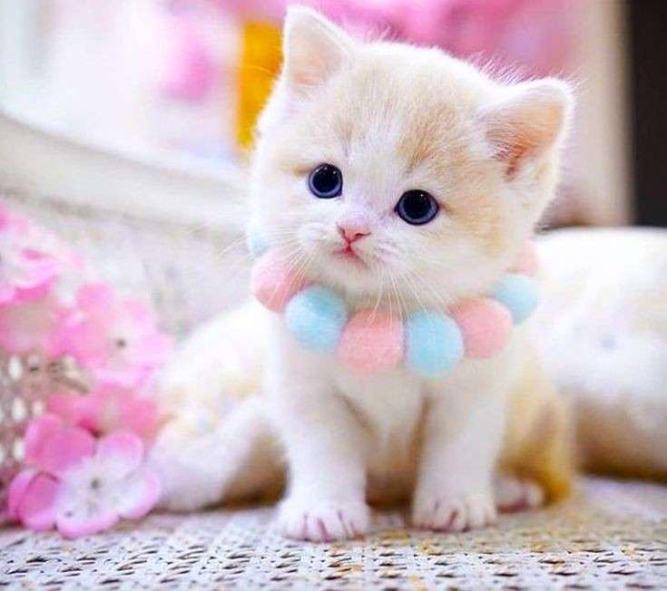 子猫の画像を貼って癒されるトピ