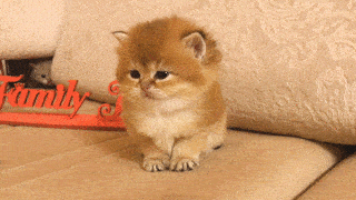 子猫の画像を貼って癒されるトピ