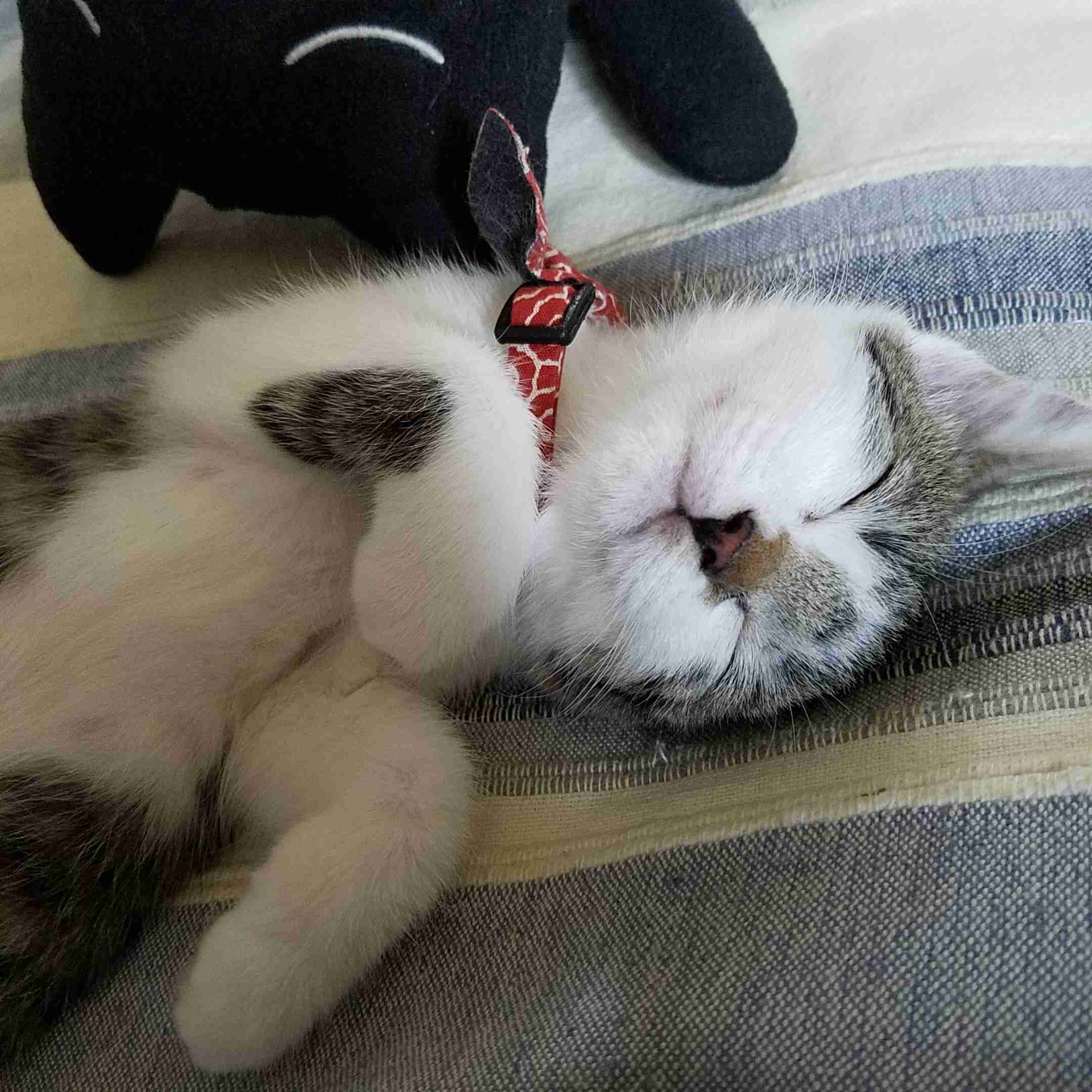 子猫の画像を貼って癒されるトピ