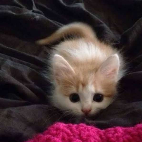 子猫の画像を貼って癒されるトピ