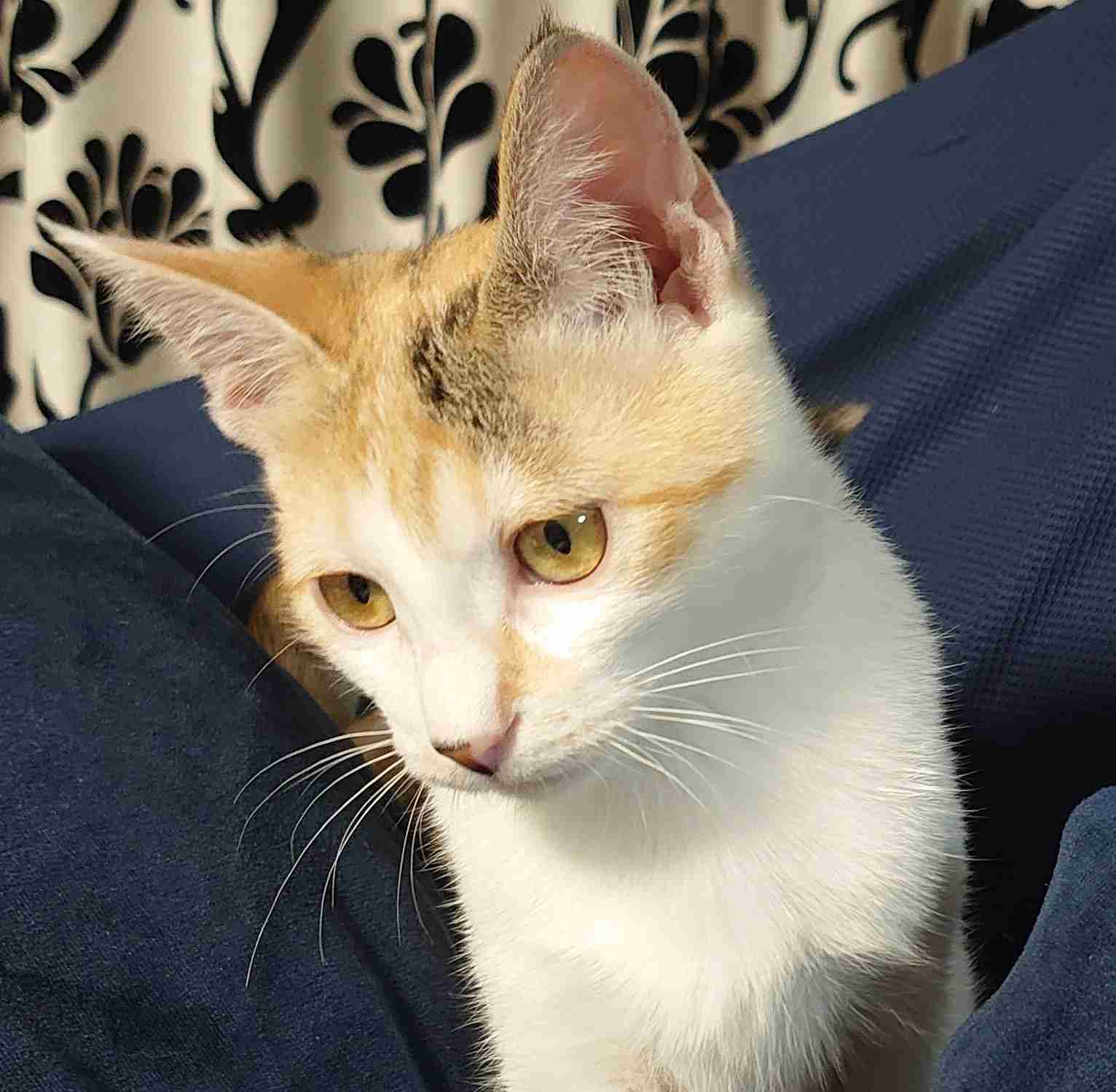 子猫の画像を貼って癒されるトピ