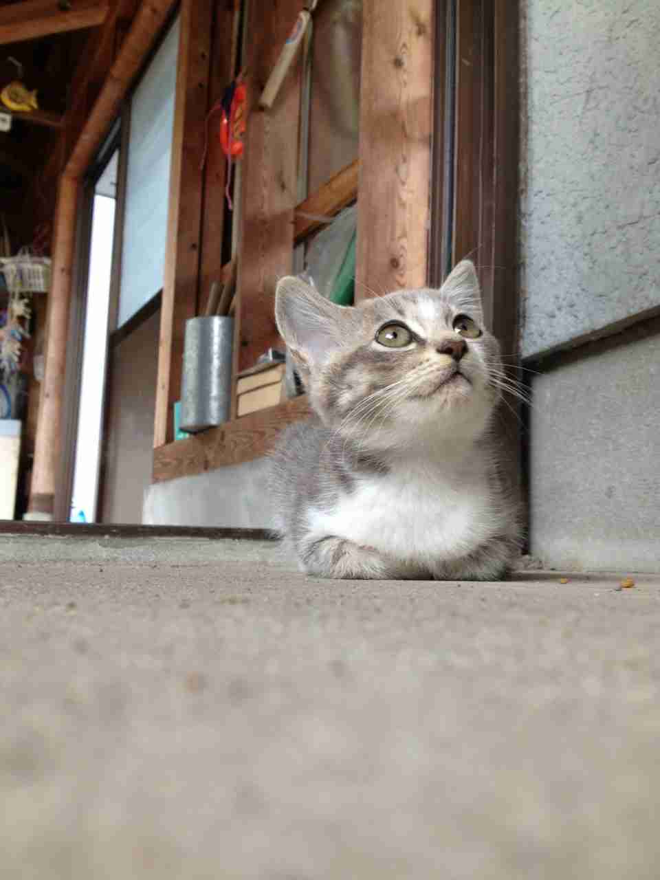 子猫の画像を貼って癒されるトピ