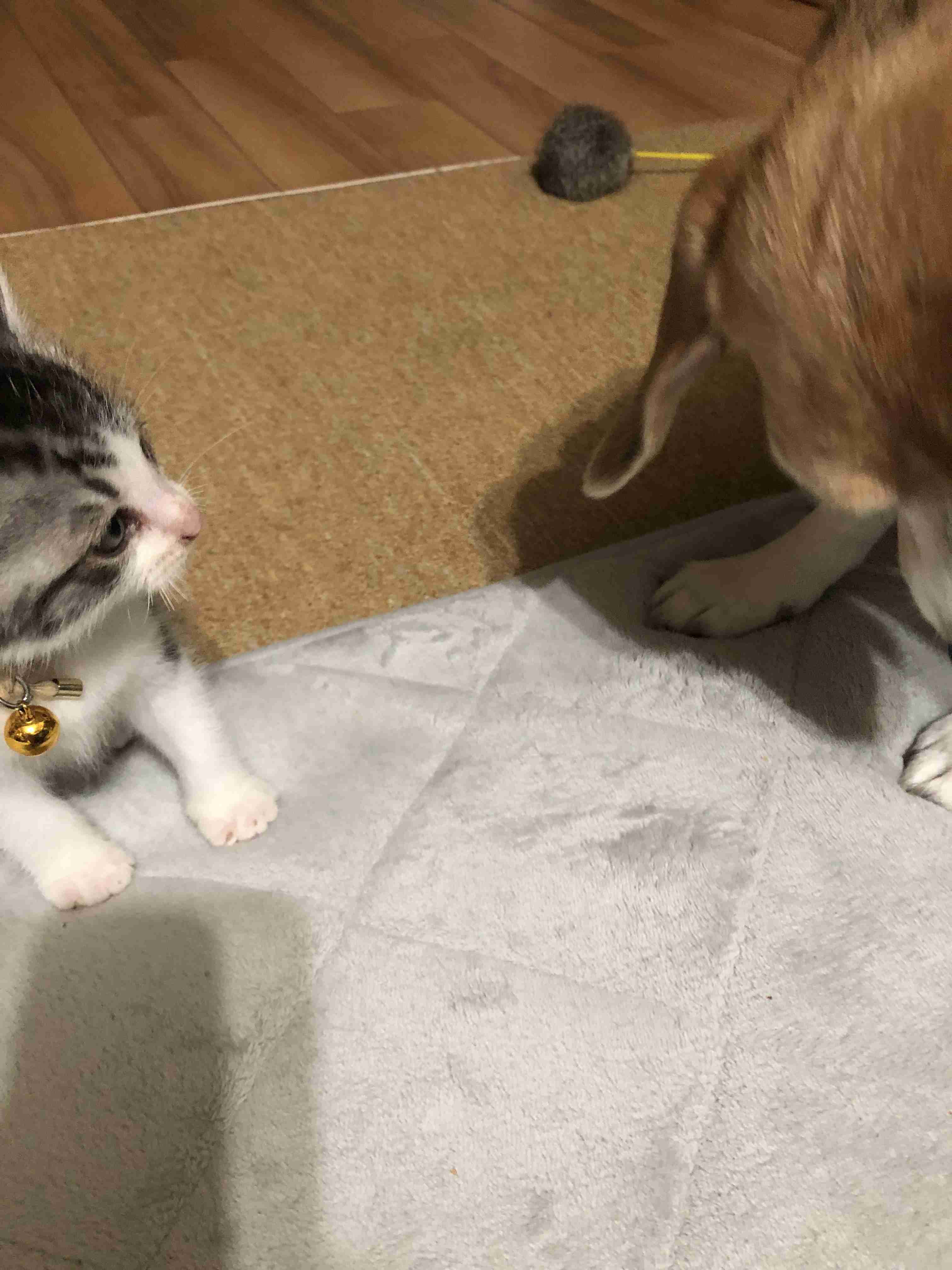 子猫の画像を貼って癒されるトピ