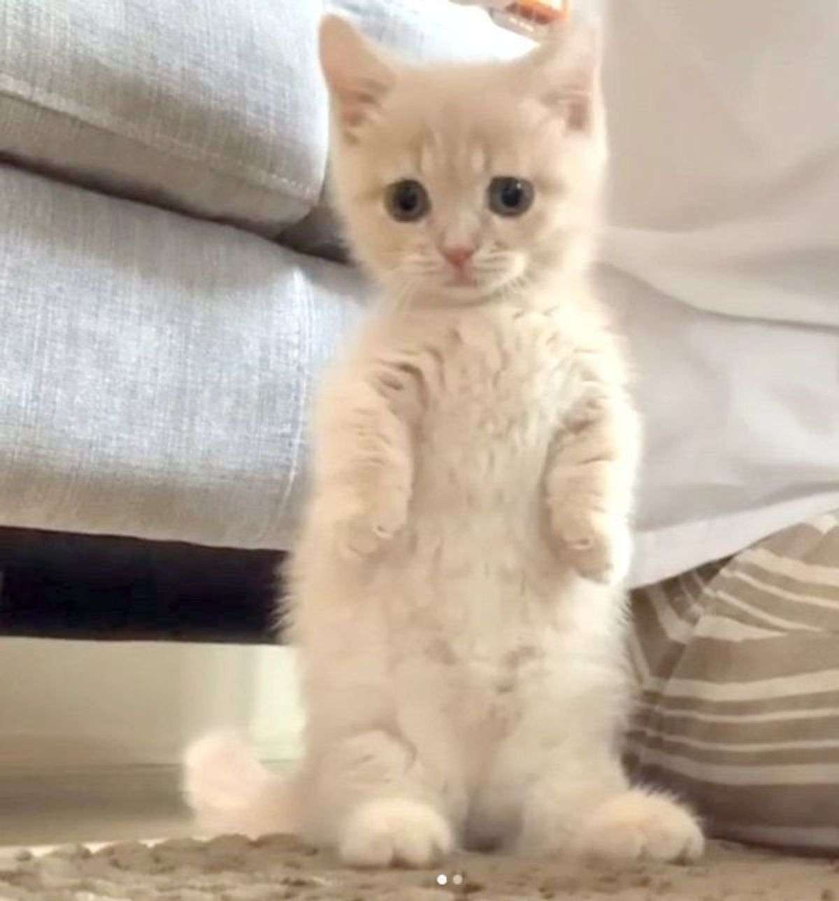 子猫の画像を貼って癒されるトピ