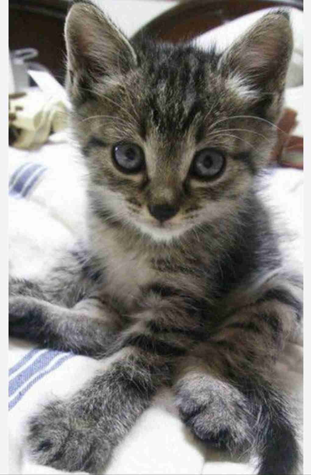 子猫の画像を貼って癒されるトピ