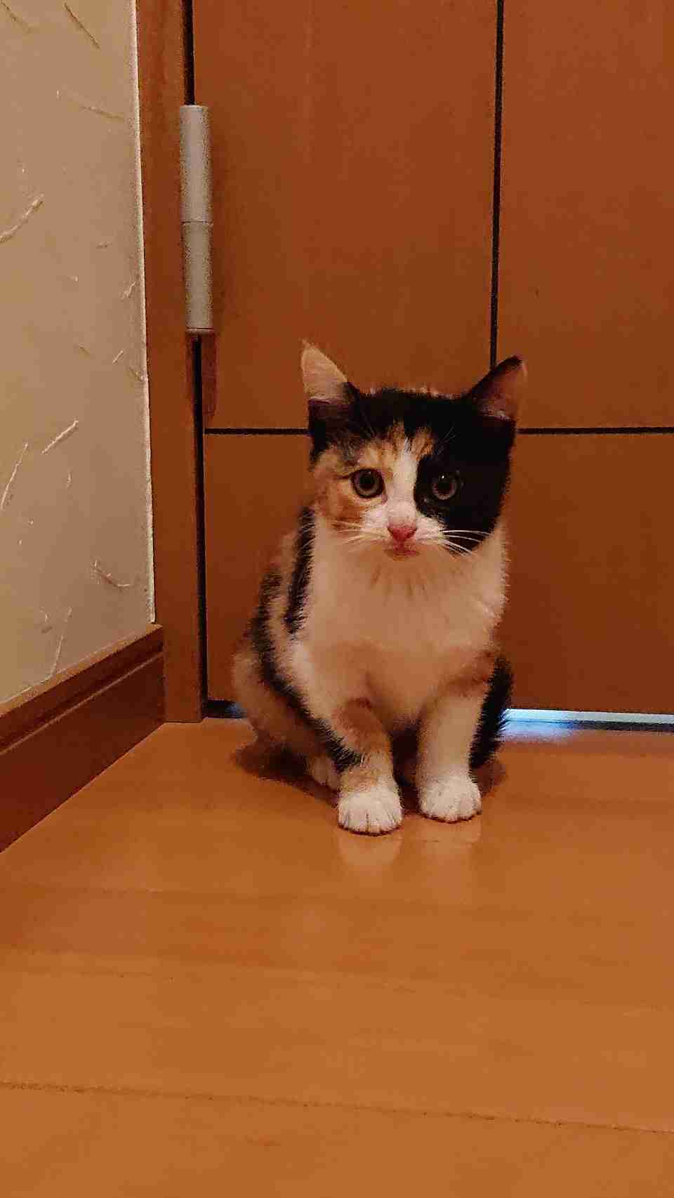 子猫の画像を貼って癒されるトピ