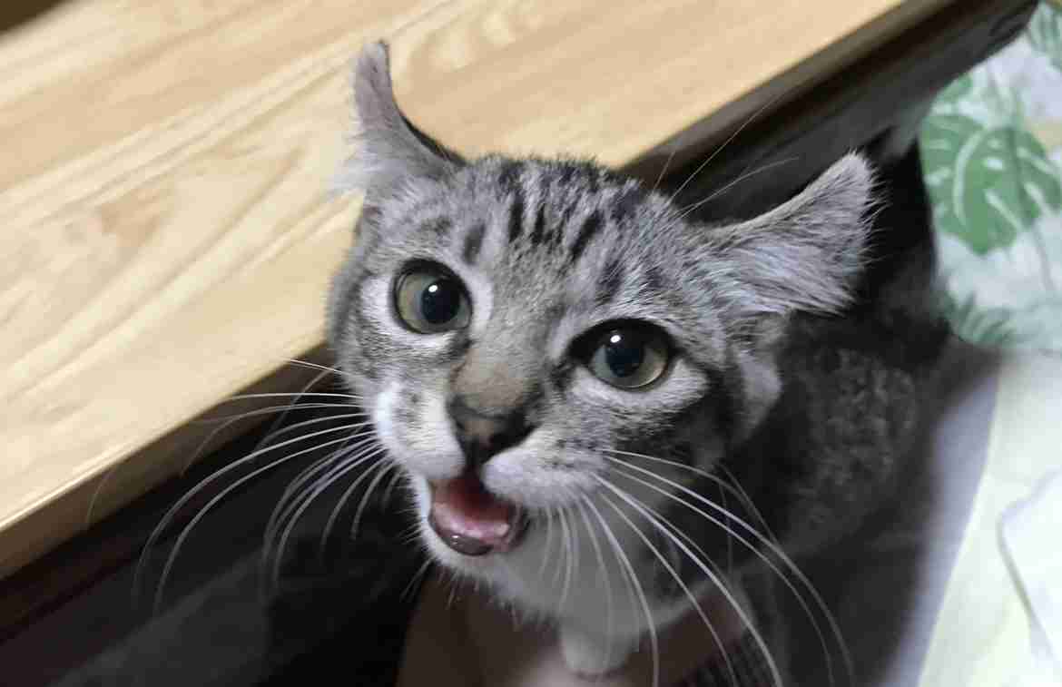 子猫の画像を貼って癒されるトピ