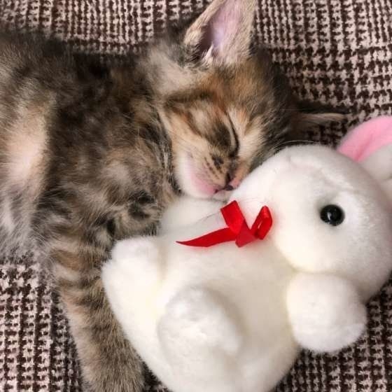 子猫の画像を貼って癒されるトピ