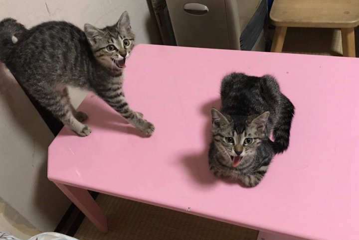 子猫の画像を貼って癒されるトピ