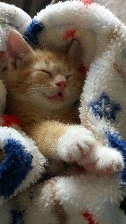 子猫の画像を貼って癒されるトピ