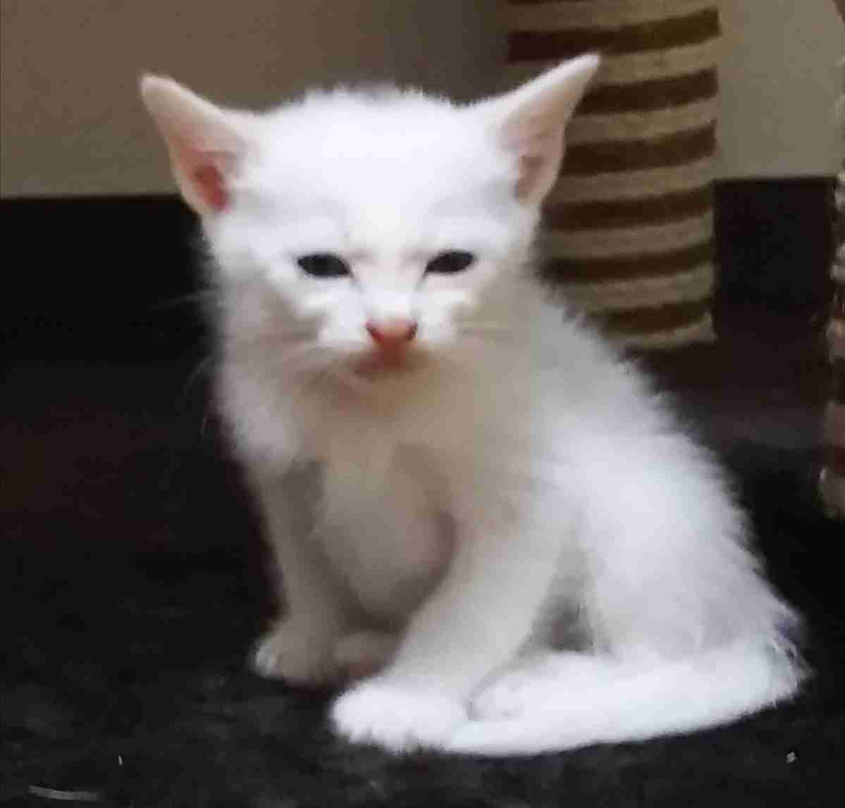 子猫の画像を貼って癒されるトピ