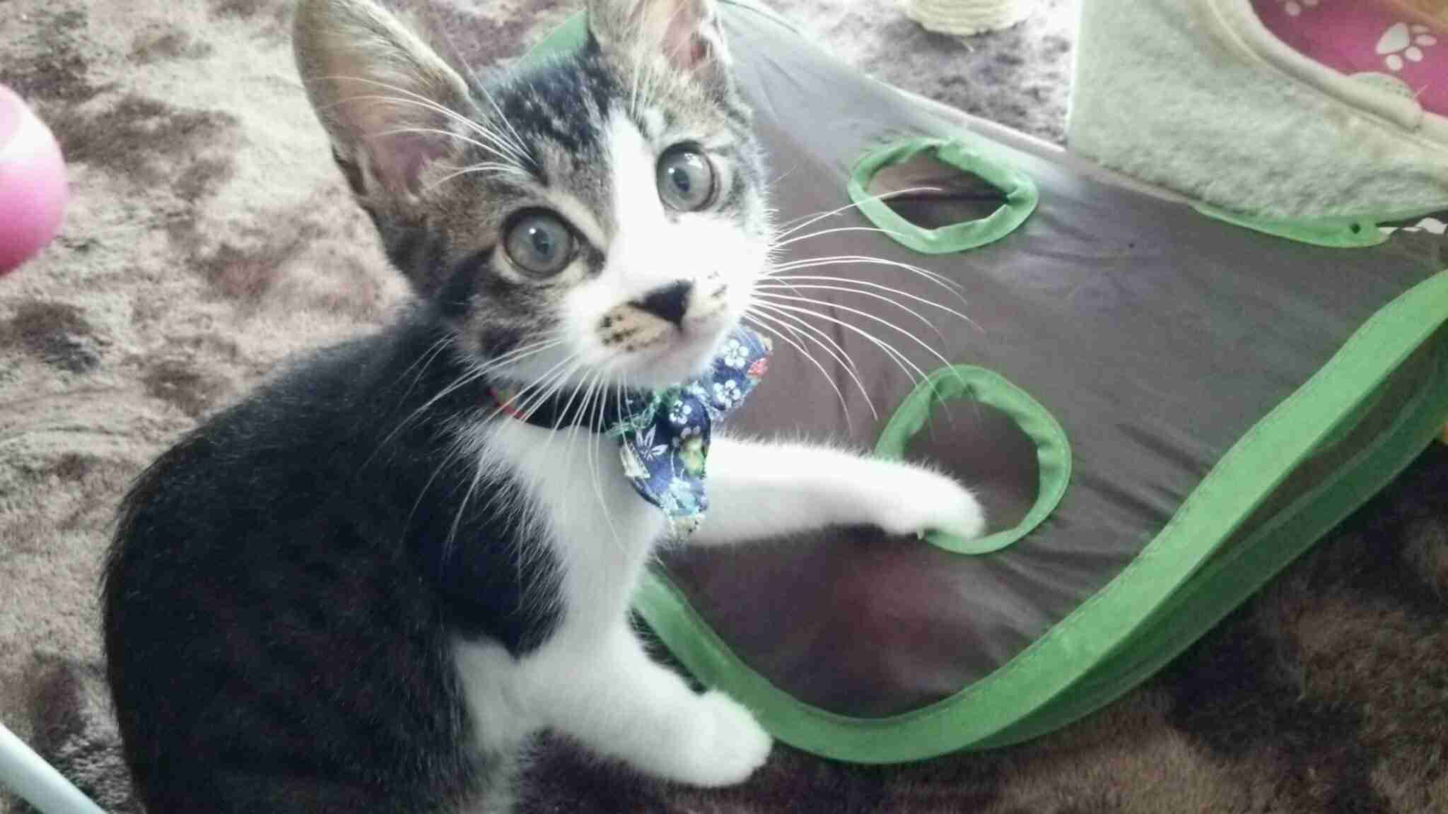 子猫の画像を貼って癒されるトピ