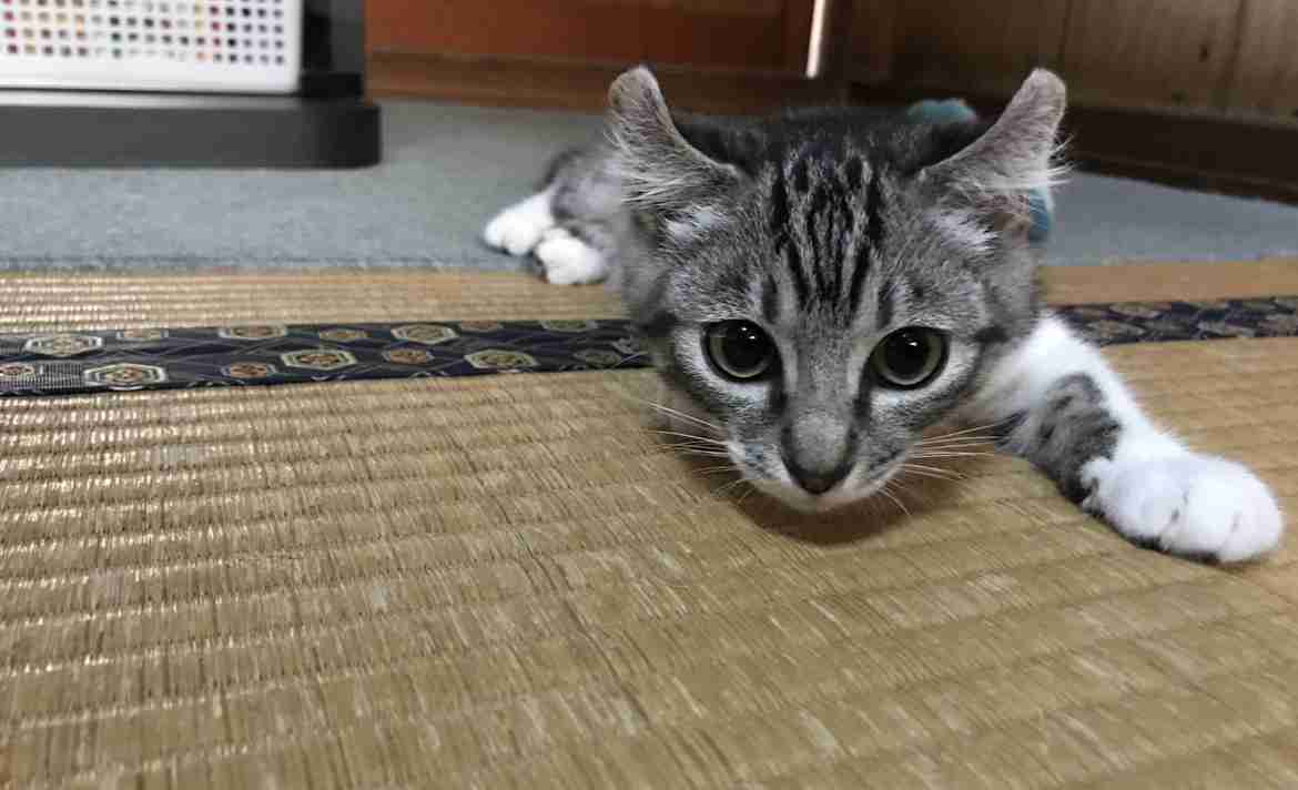 子猫の画像を貼って癒されるトピ