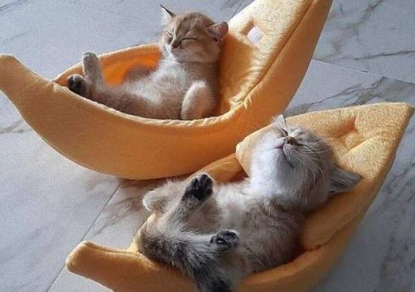 子猫の画像を貼って癒されるトピ