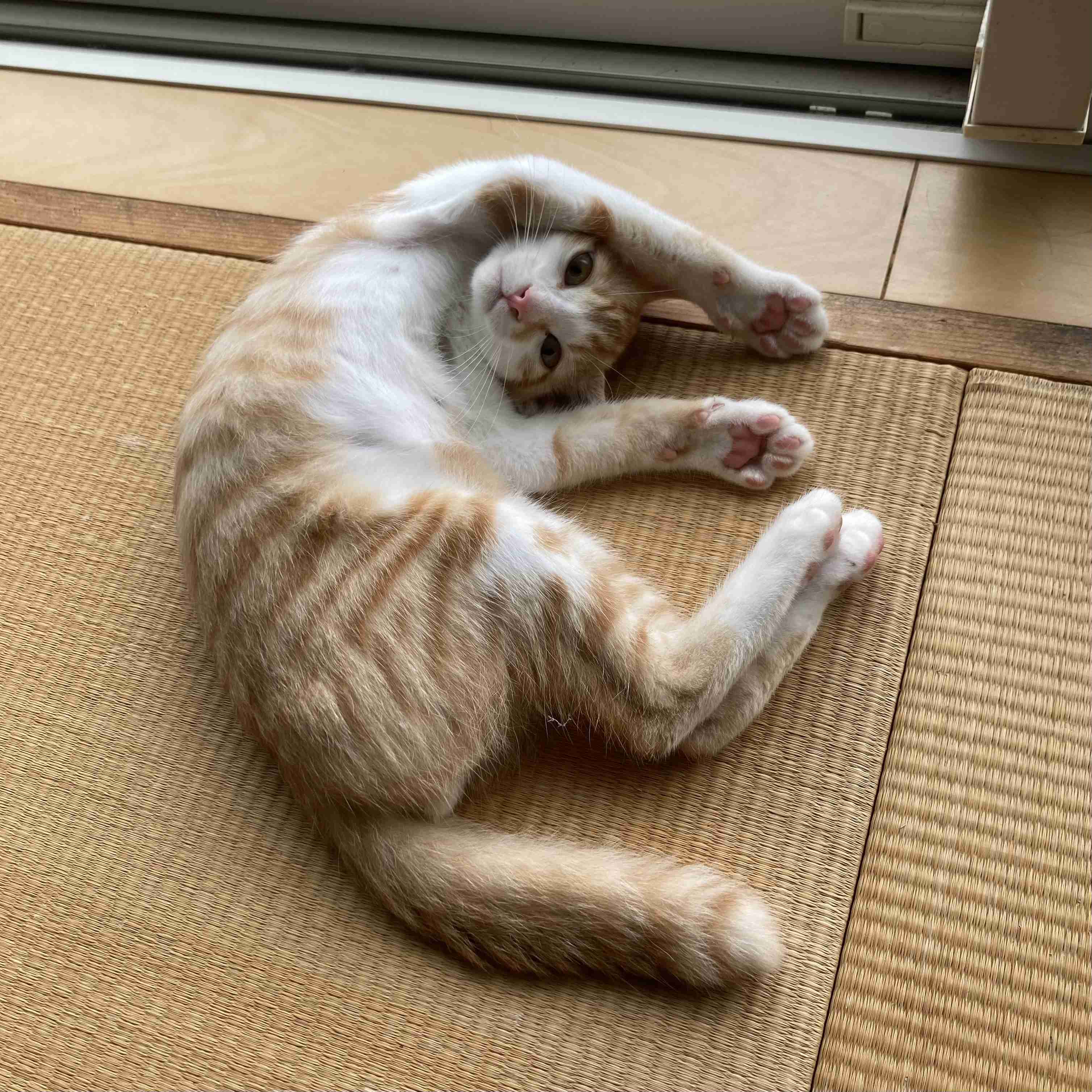 子猫の画像を貼って癒されるトピ