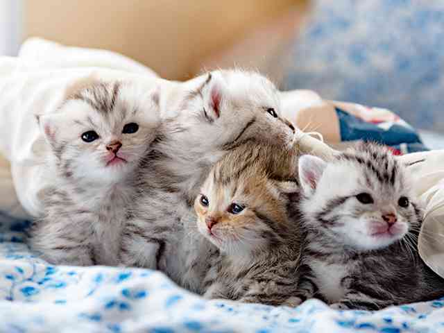 子猫の画像を貼って癒されるトピ