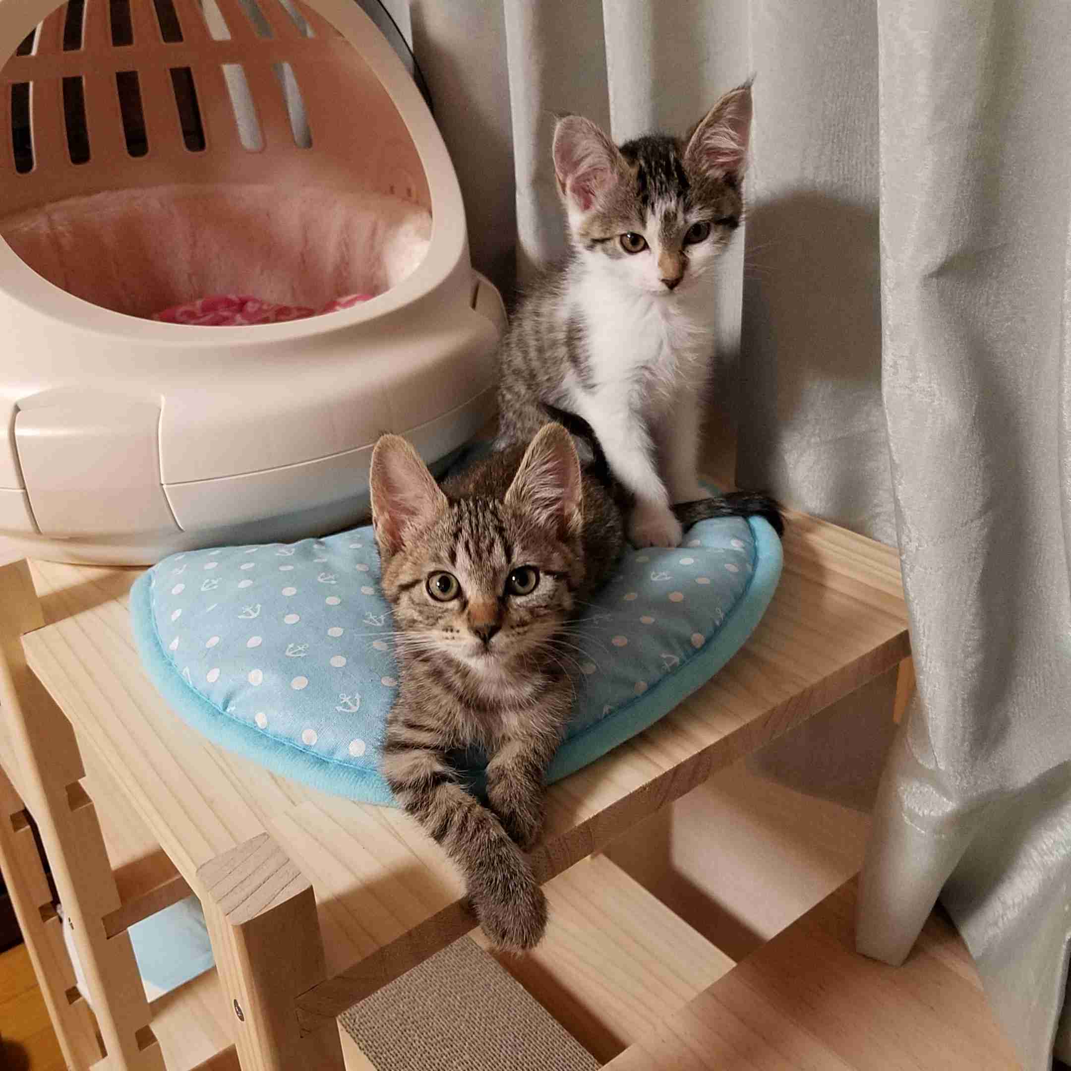 子猫の画像を貼って癒されるトピ