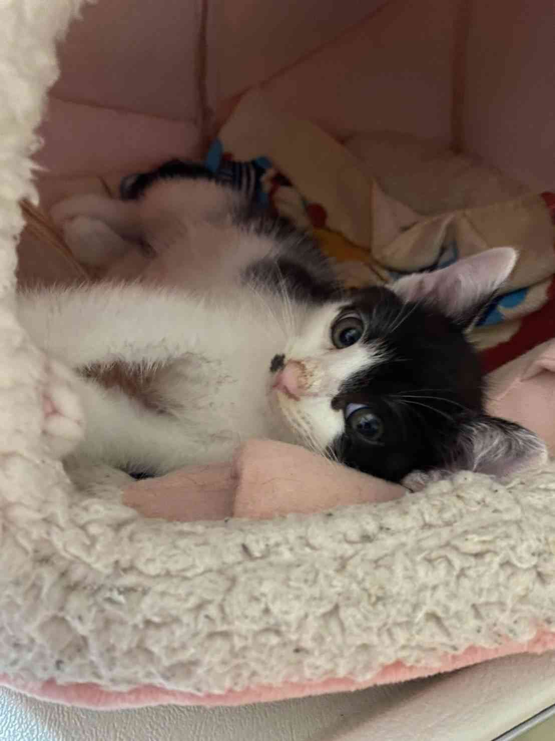 子猫の画像を貼って癒されるトピ