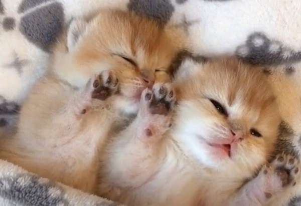 子猫の画像を貼って癒されるトピ