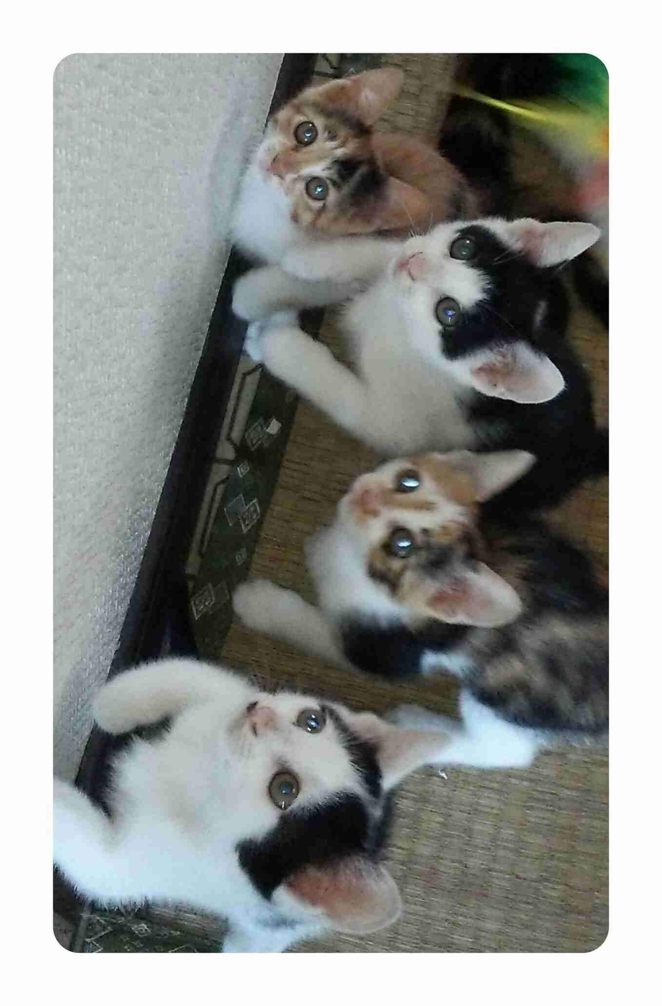 子猫の画像を貼って癒されるトピ