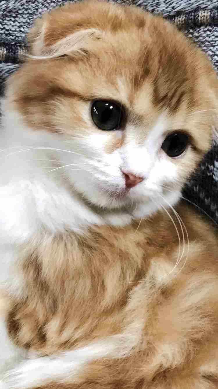 子猫の画像を貼って癒されるトピ