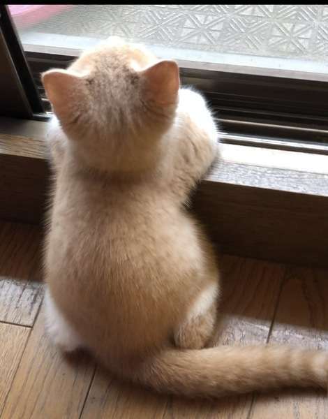 子猫の画像を貼って癒されるトピ