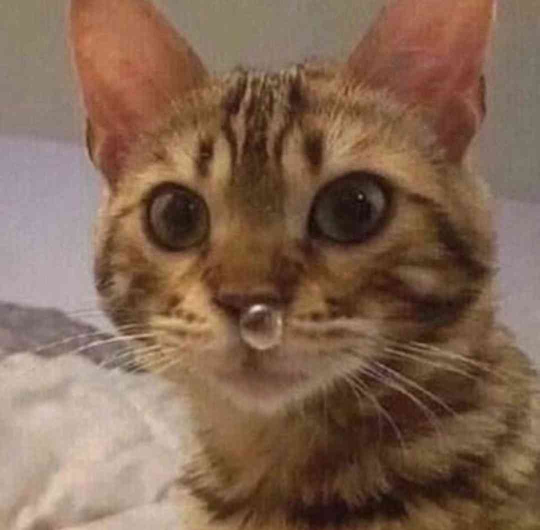 子猫の画像を貼って癒されるトピ