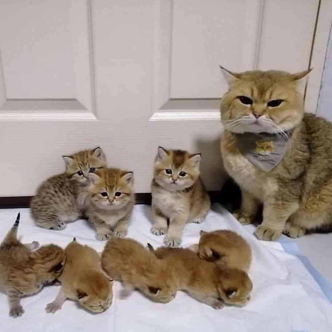 子猫の画像を貼って癒されるトピ