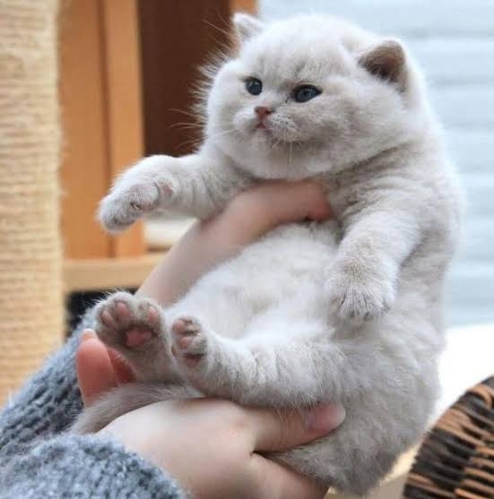 子猫の画像を貼って癒されるトピ