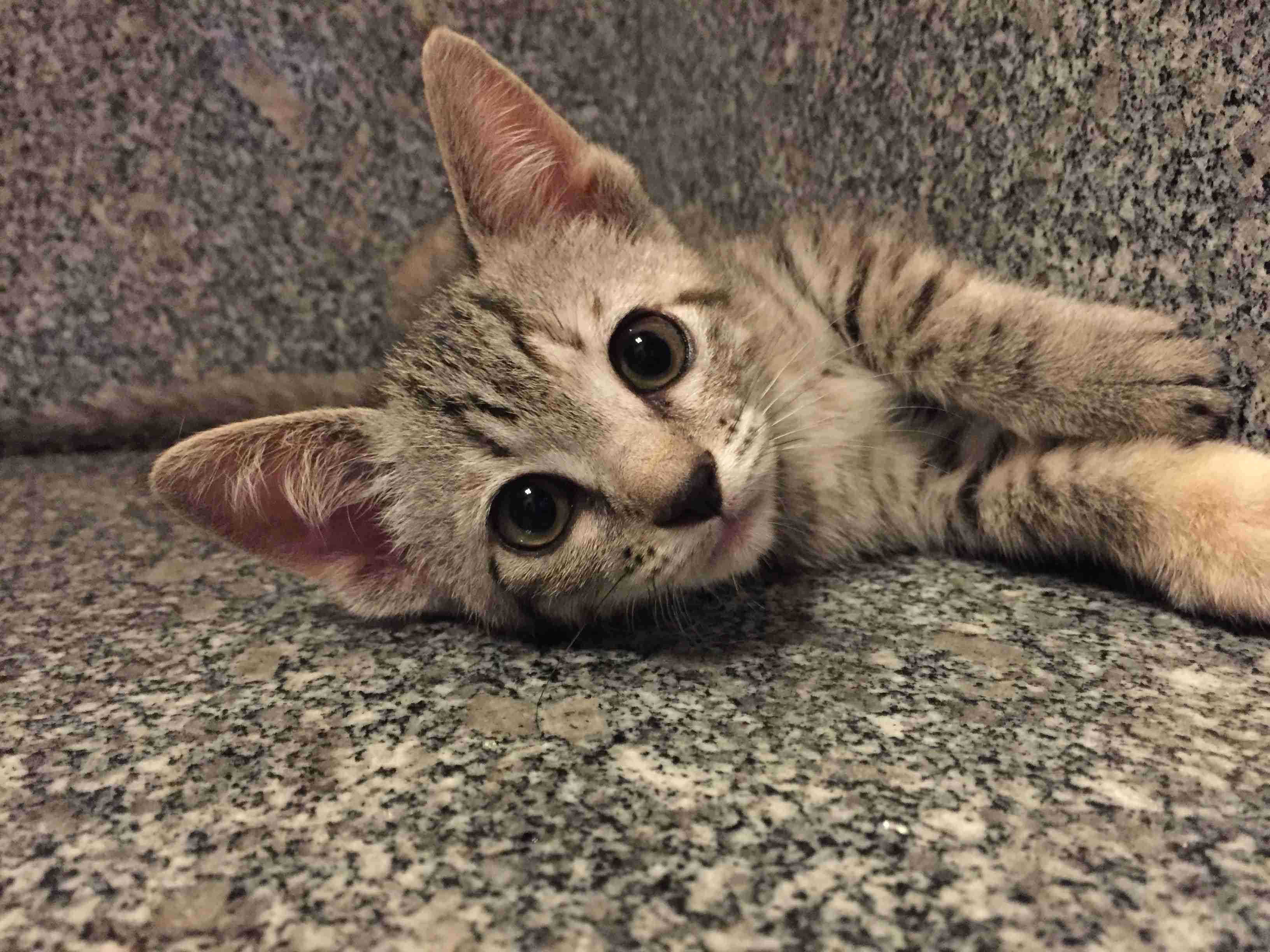 子猫の画像を貼って癒されるトピ