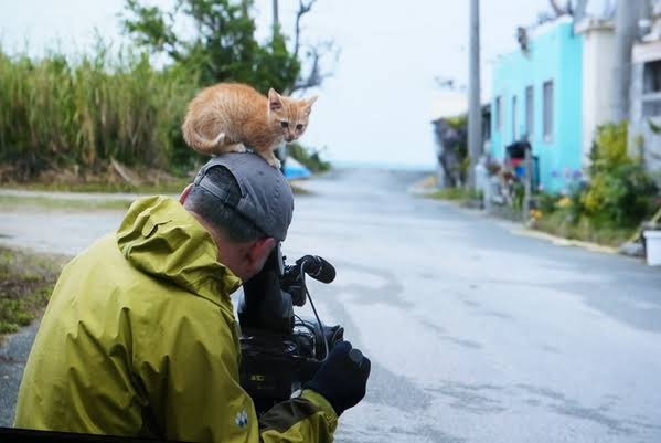 子猫の画像を貼って癒されるトピ