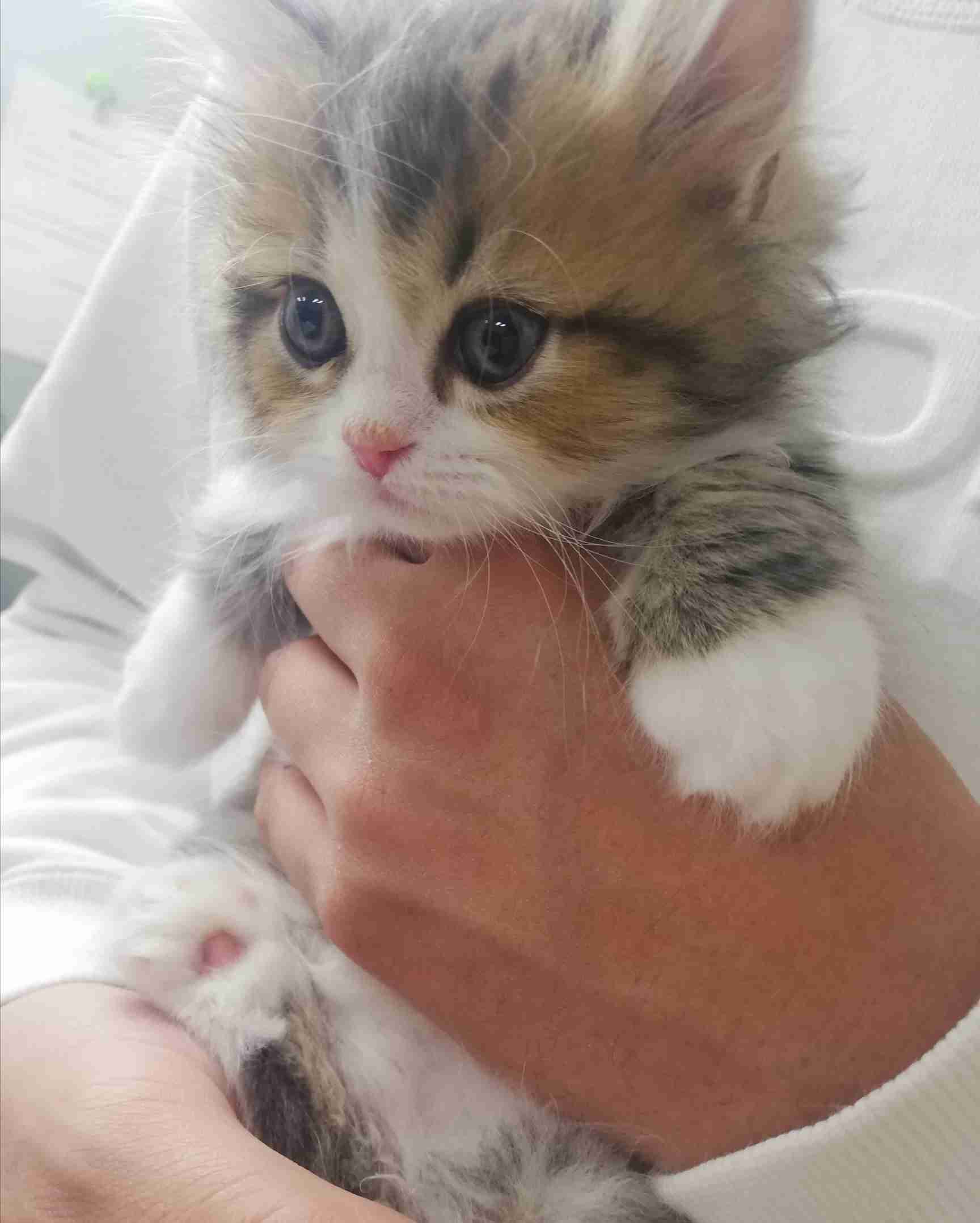 子猫の画像を貼って癒されるトピ