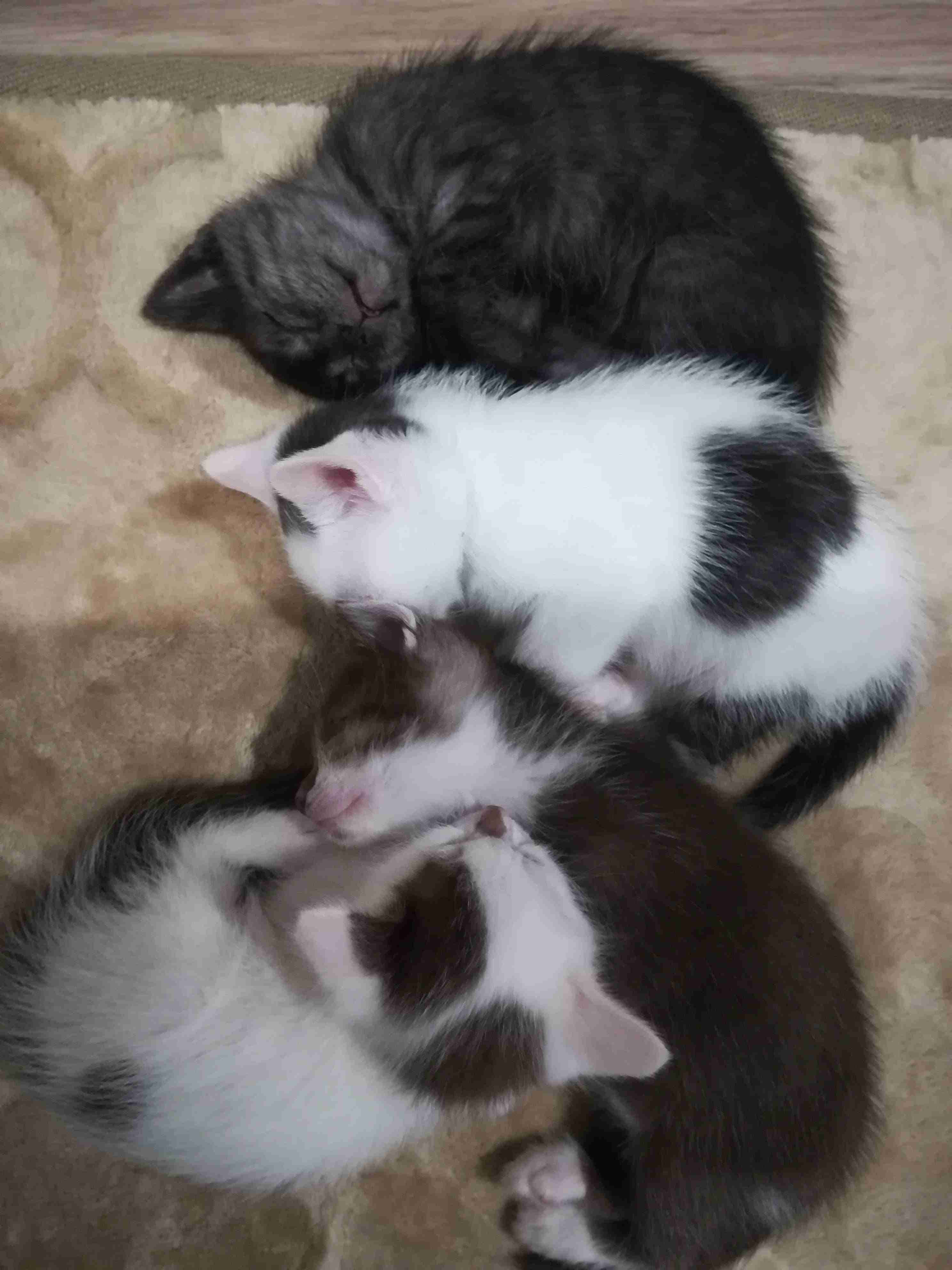 子猫の画像を貼って癒されるトピ