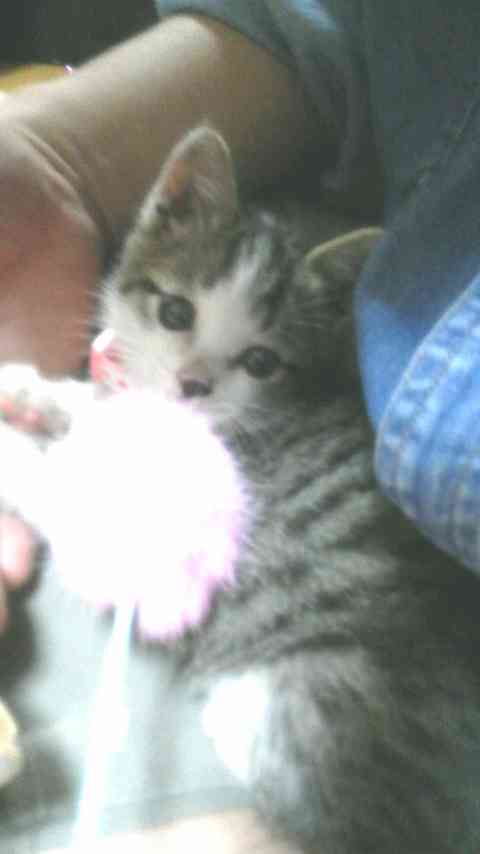 子猫の画像を貼って癒されるトピ