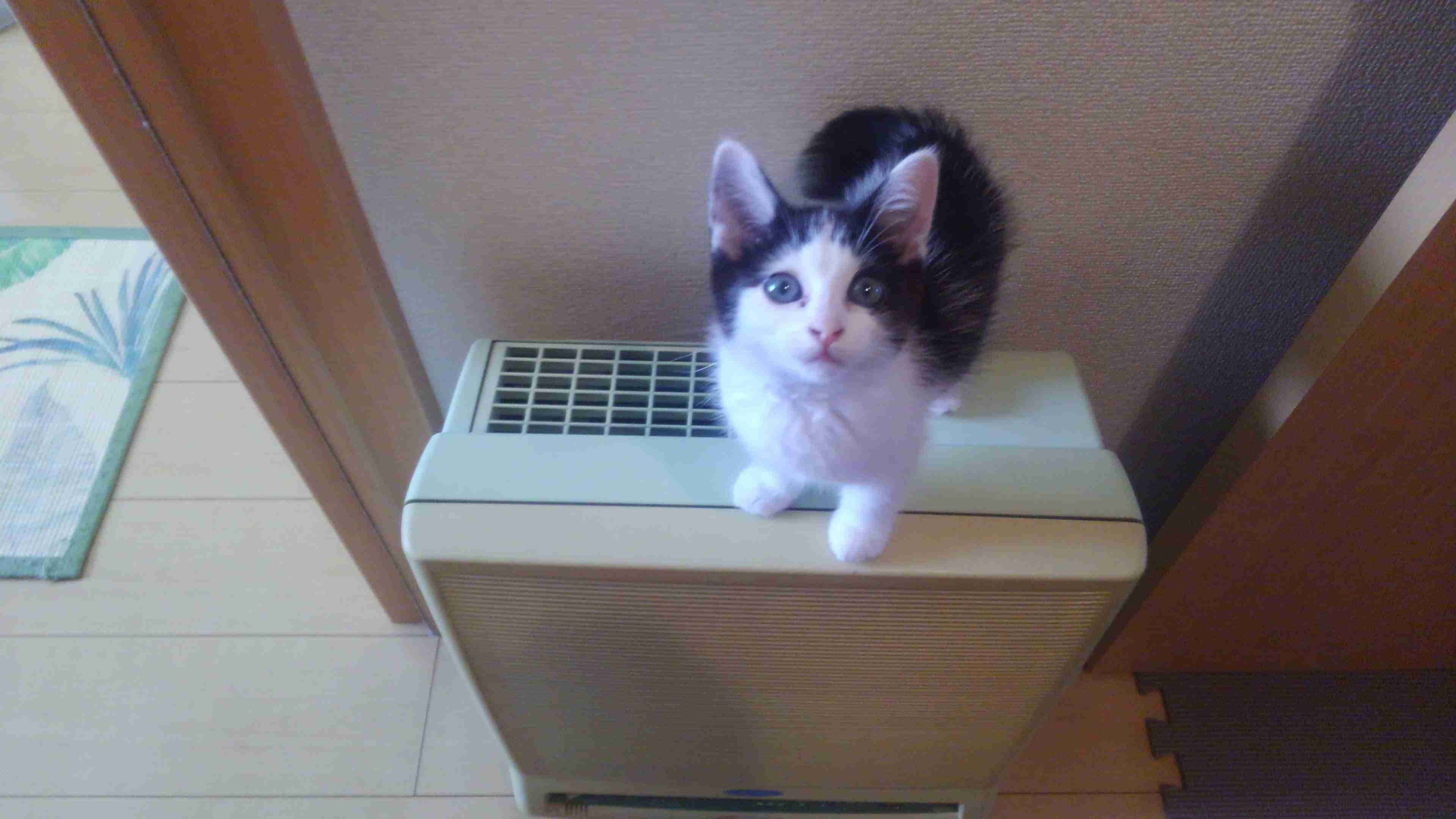 子猫の画像を貼って癒されるトピ