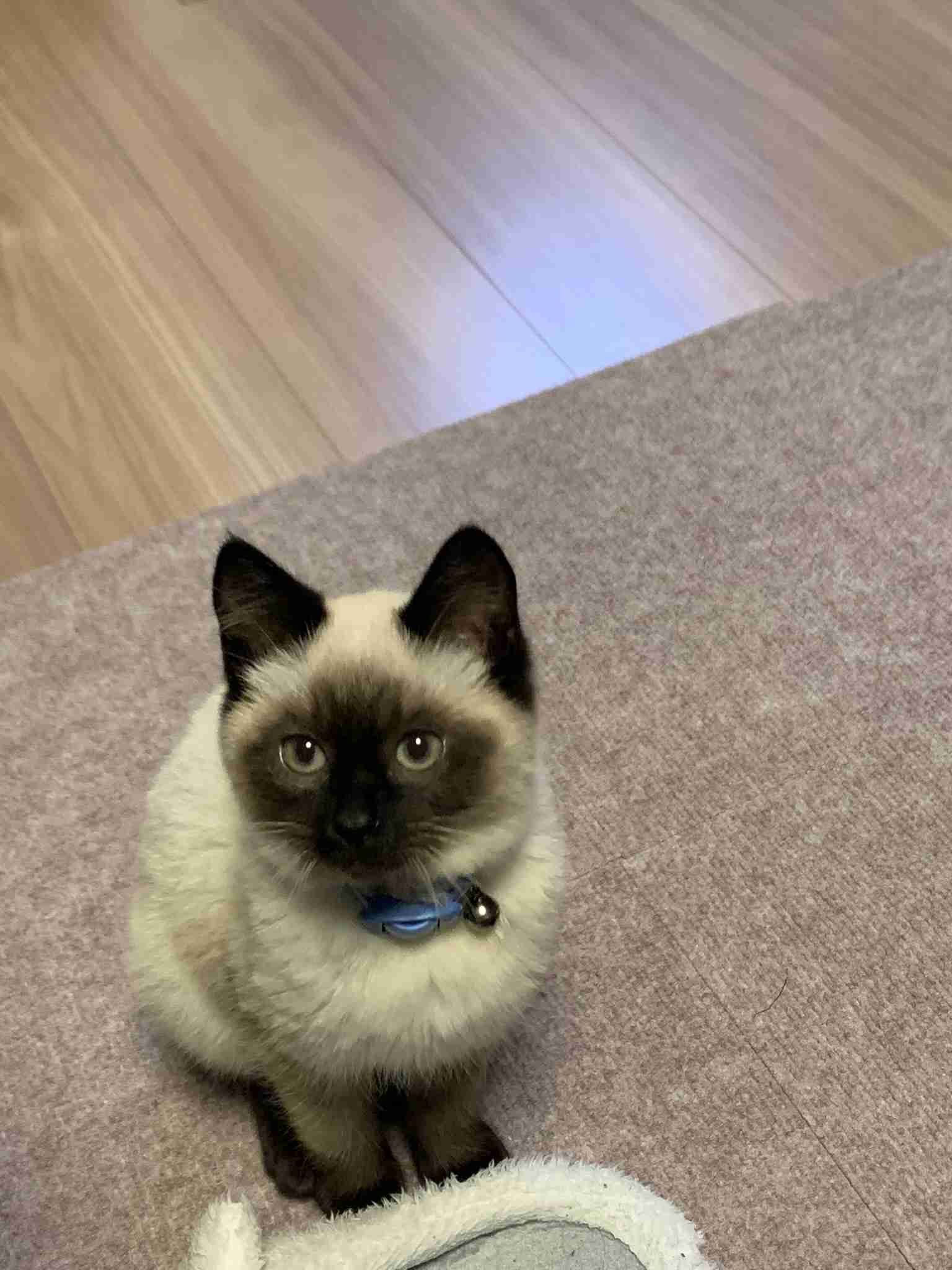 子猫の画像を貼って癒されるトピ