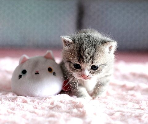 子猫の画像を貼って癒されるトピ