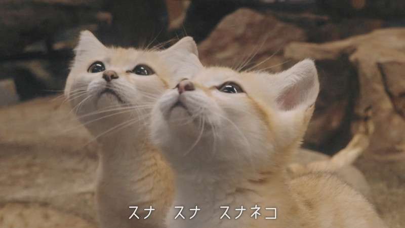子猫の画像を貼って癒されるトピ