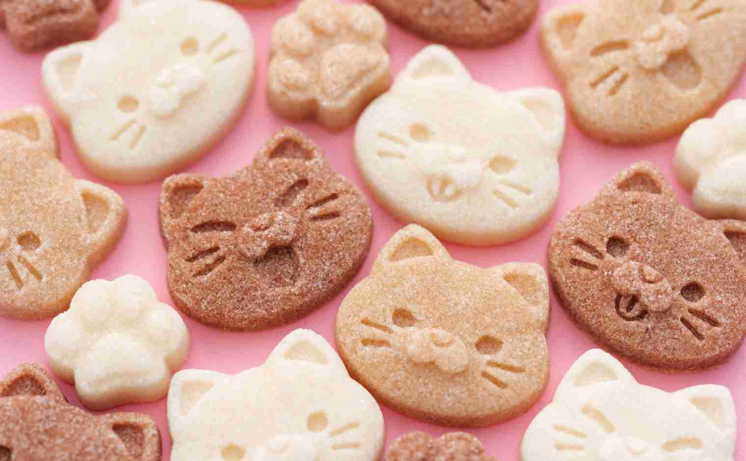 子猫の画像を貼って癒されるトピ