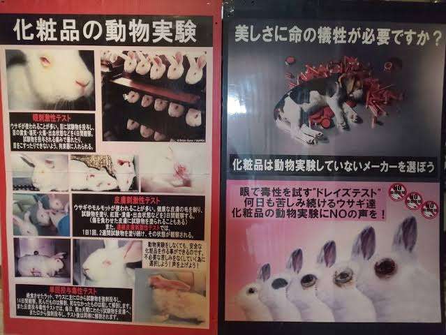 高まるウサギのペット人気、一方で「保護ウサギ」も…前回の卯年、翌年は急増　保護団体「飼う前に考えて」